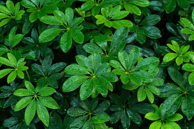 Green leaves natural background wallpaper texture of leaf leaves with space for text