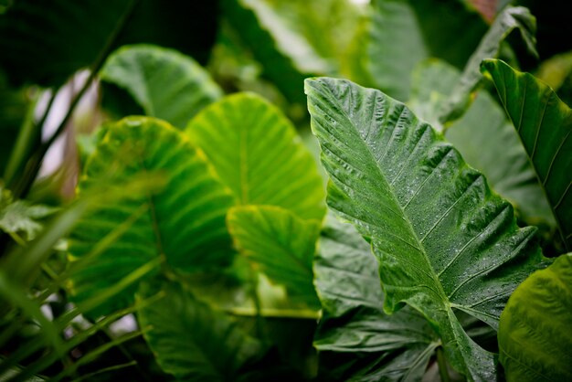 green leaves natural background wallpaper, texture of leaf, leaves with space for text 