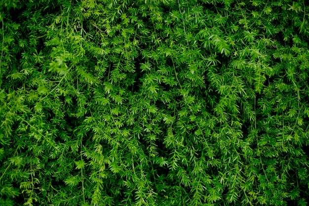 Green leaves natural background 