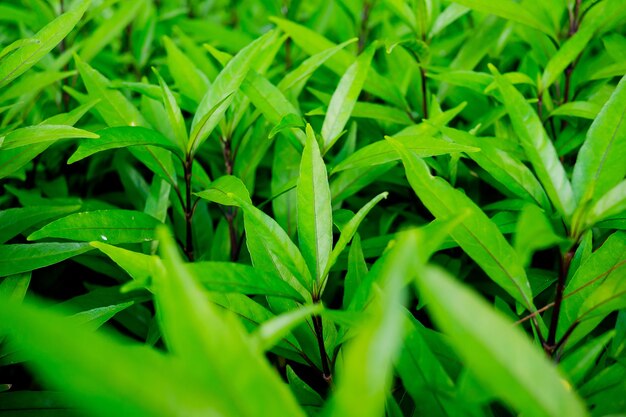 Green leaves natural background  