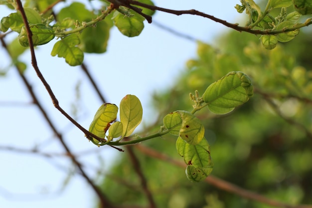 green leaves the natural