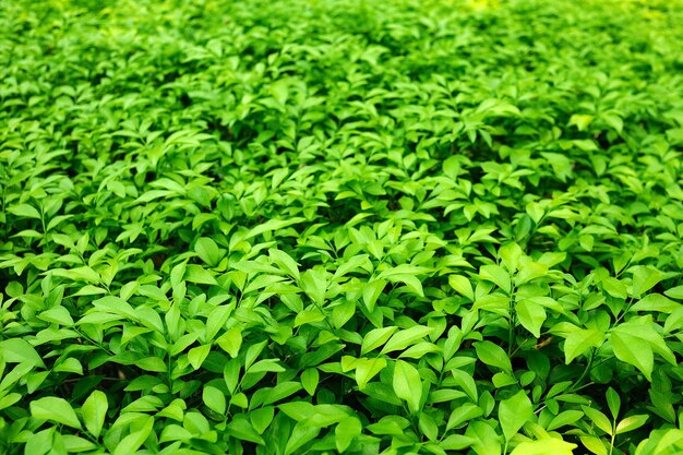 Green leaves, nature background