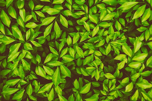 Green leaves, nature background