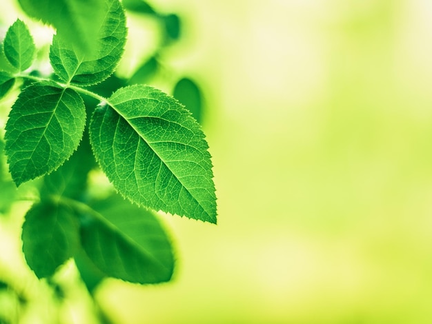 Green leaves nature backgrounds and springtime concept