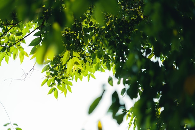 Green leaves in nature in summer eveningleaf background