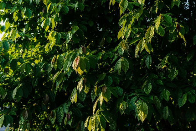 Green leaves in nature in summer eveningleaf background