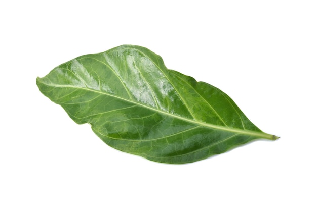 Green leaves of Noni or Morinda Citrifolia isolated on white background