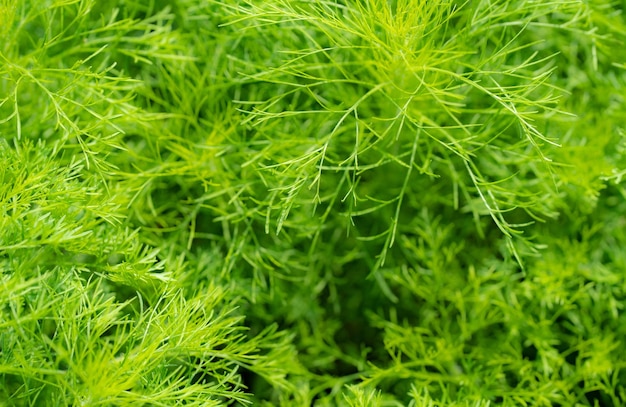 Green leaves of ornamental plant in the garden Full frame small green leaf texture background Dense