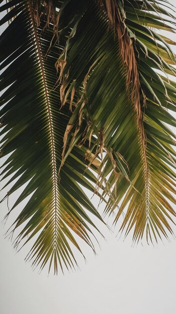 Photo green leaves of palm coconut tree bending isolated on white background