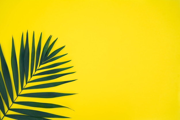 Green leaves of palm tree isolated on yellow background