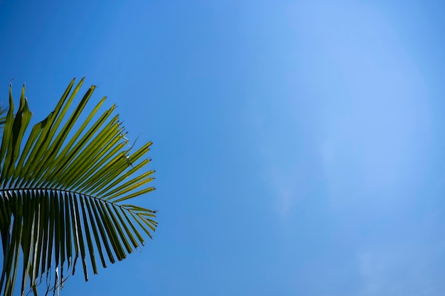 Green leaves of palm tree on sky background for use in advertising media