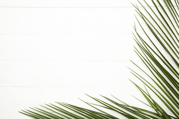 Green leaves of palm tree on white wooden background