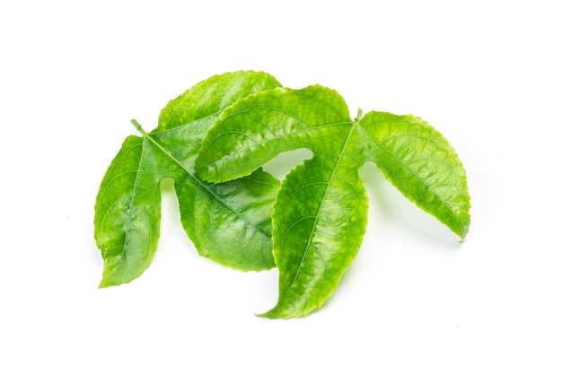 Green Leaves Passion Fruit close up macro shot set isolated on white background