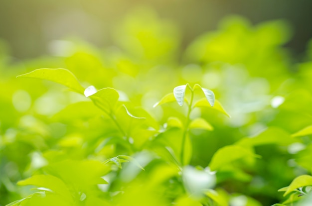 Green leaves, pattern, background blurred