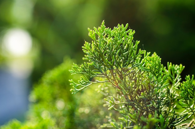 Green leaves, pattern, background blurred