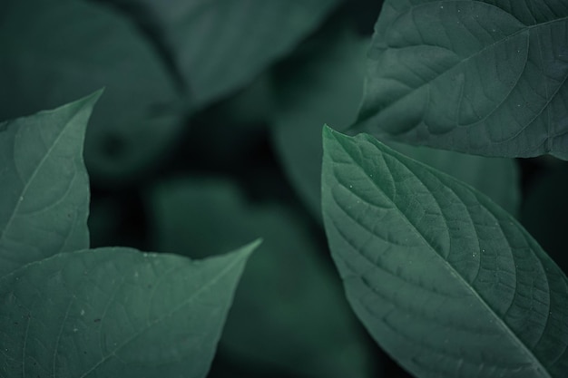 Green leaves pattern background Natural background and wallpaper