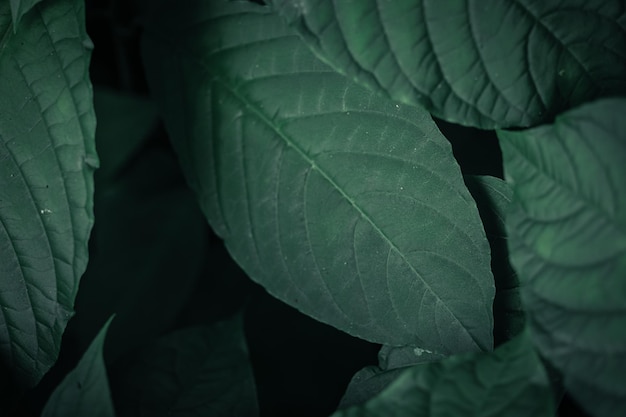 Green leaves pattern background Natural background and wallpaper