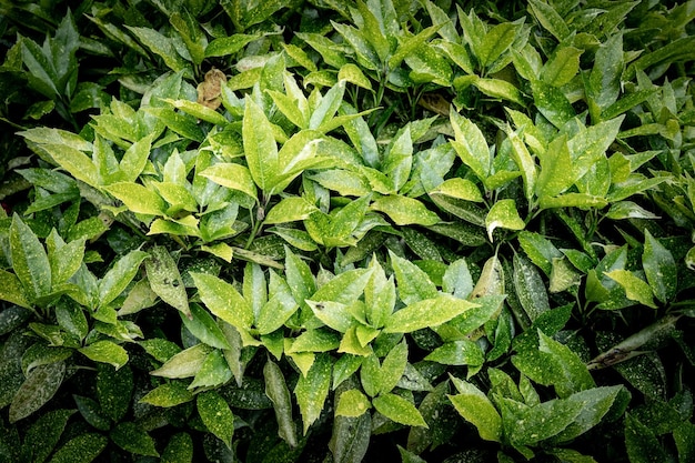 Green leaves pattern background Natural background and wallpaper