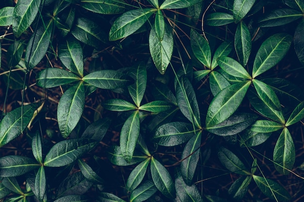 Green leaves pattern summer natural plant background beautiful nature wallpaper Dark texture of fresh foliage at night Greenery backdrop for design Grass growing on the ground in forest closeup