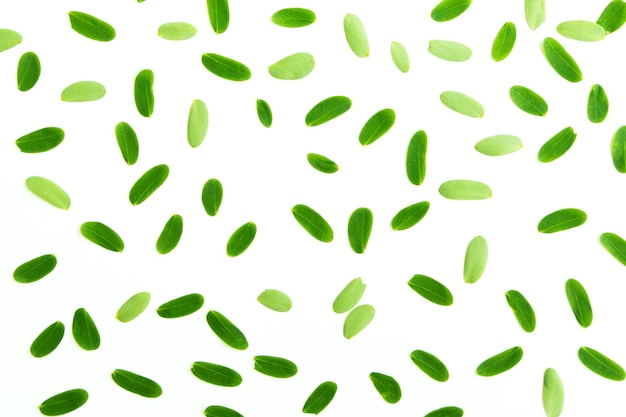 Green Leaves pattern on white background.