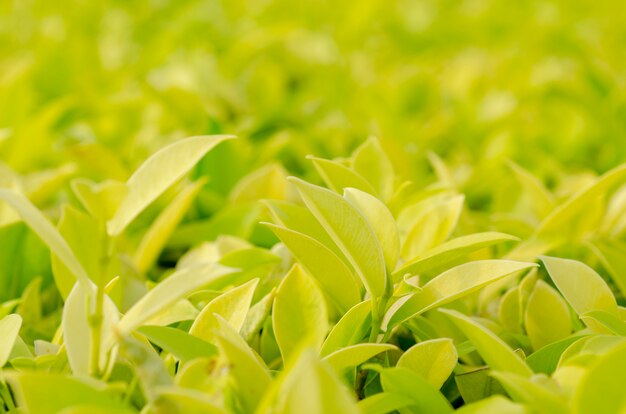 Green leaves, patterned background, blurred