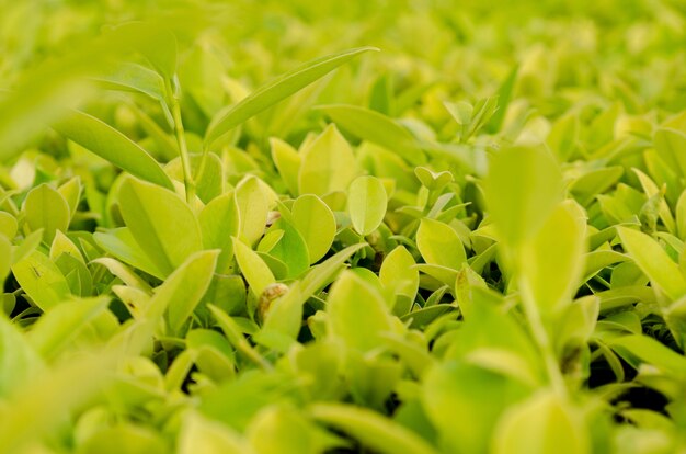 Green leaves, patterned background, blurred