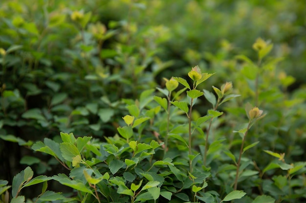 Green leaves and plan close-up shot of the green leaves of a tree