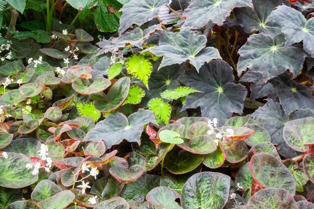 Green leaves plant in botanic garden, stock photo