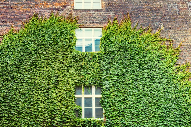 Green leaves plant on the brick wall of the house.