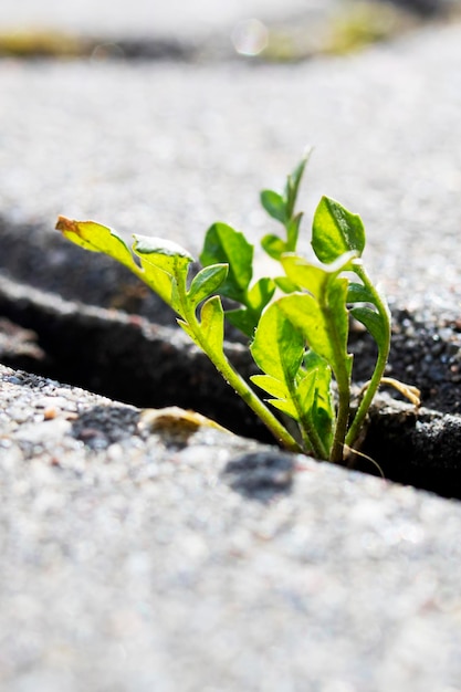 Green leaves of plant grow from crack in tile