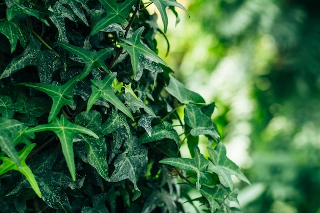 Green leaves of the plant