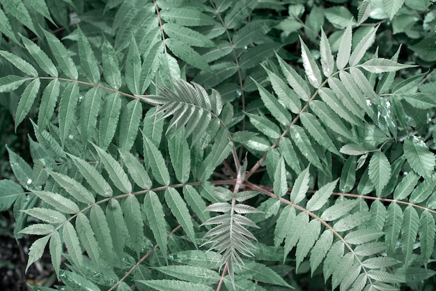 The green leaves of the plant