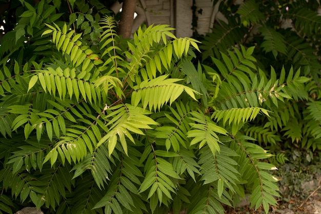 The green leaves of the plant