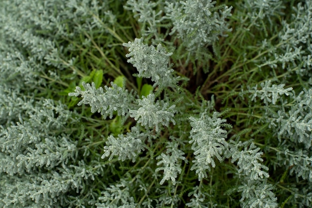 The green leaves of the plant