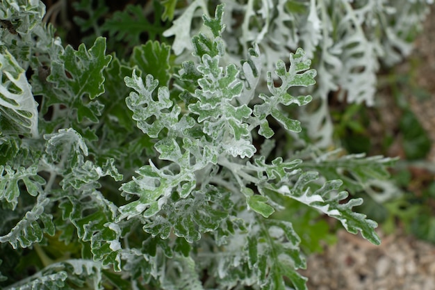 The green leaves of the plant