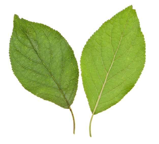 Green leaves of plum tree