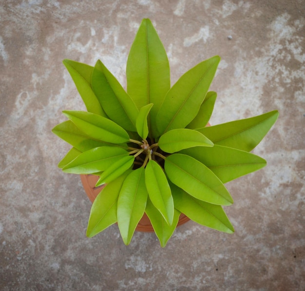 A green leaves pot on house roof