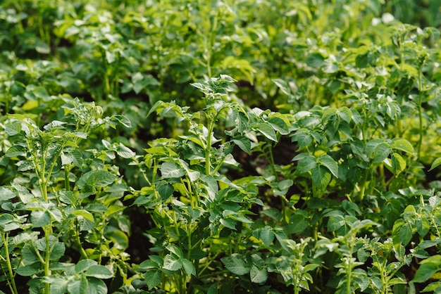 Green leaves of a potato plant grown in the city by a large plan