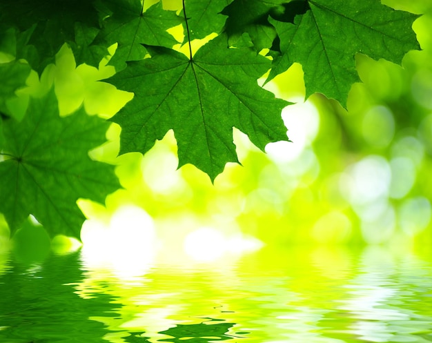 Green leaves reflecting in the water shallow focus