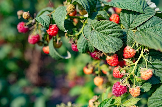 Green leaves and ripe raspberry berries ripen in orchard