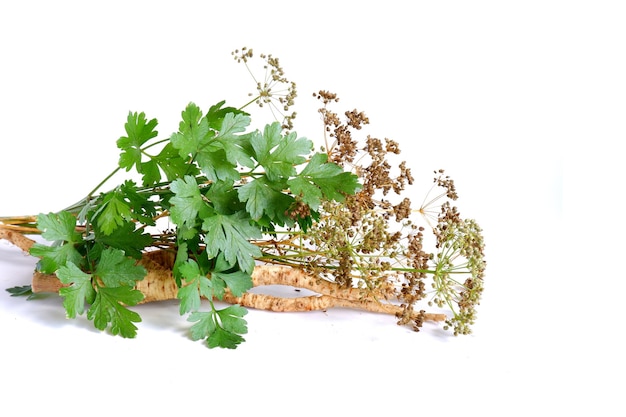 Green leaves, root and seeds of parsley on a white background. Culinary ingredients and herbs.