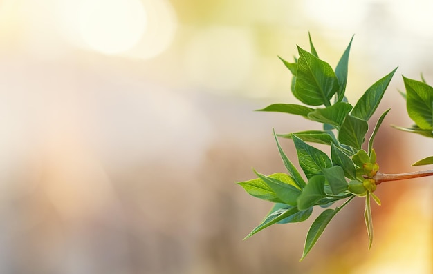 Green leaves in selective focus in the rays of light. Spring background