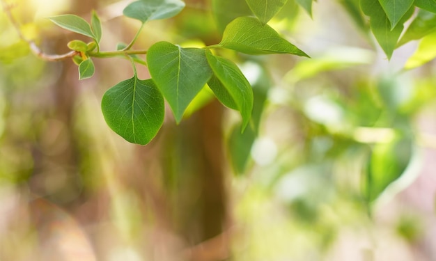 Green leaves in selective focus in the rays of light