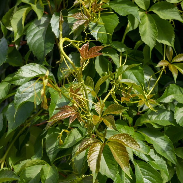 Green leaves and shoots of wild grapes closeup