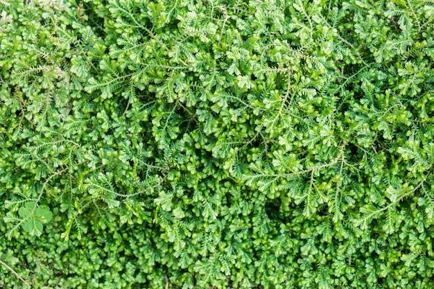 Green leaves small background