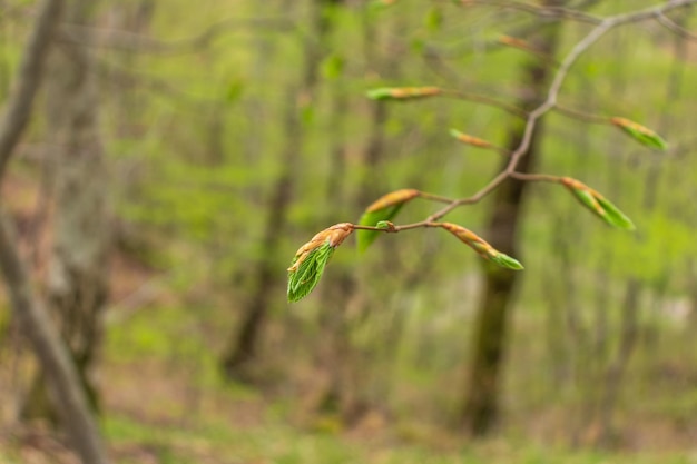 Green leaves Small green foliage on twig