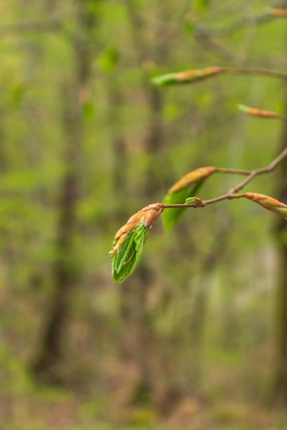 Green leaves Small green foliage on twig