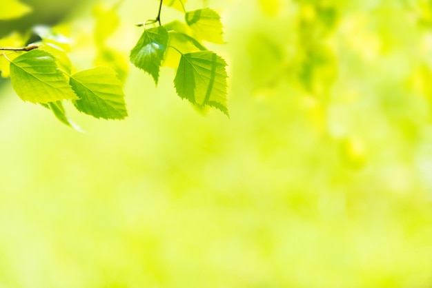 Green leaves on soft green grass