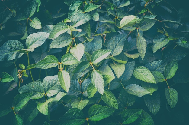 Green leaves of Soybean plants Nature leaves background