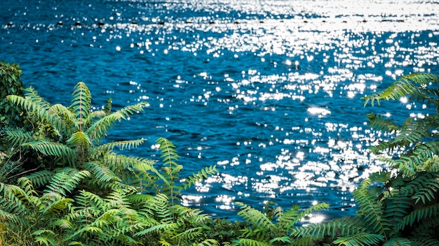 Green leaves on sparkling sea background